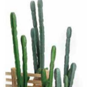 Cactus Prop Stem Set of 3 Rental